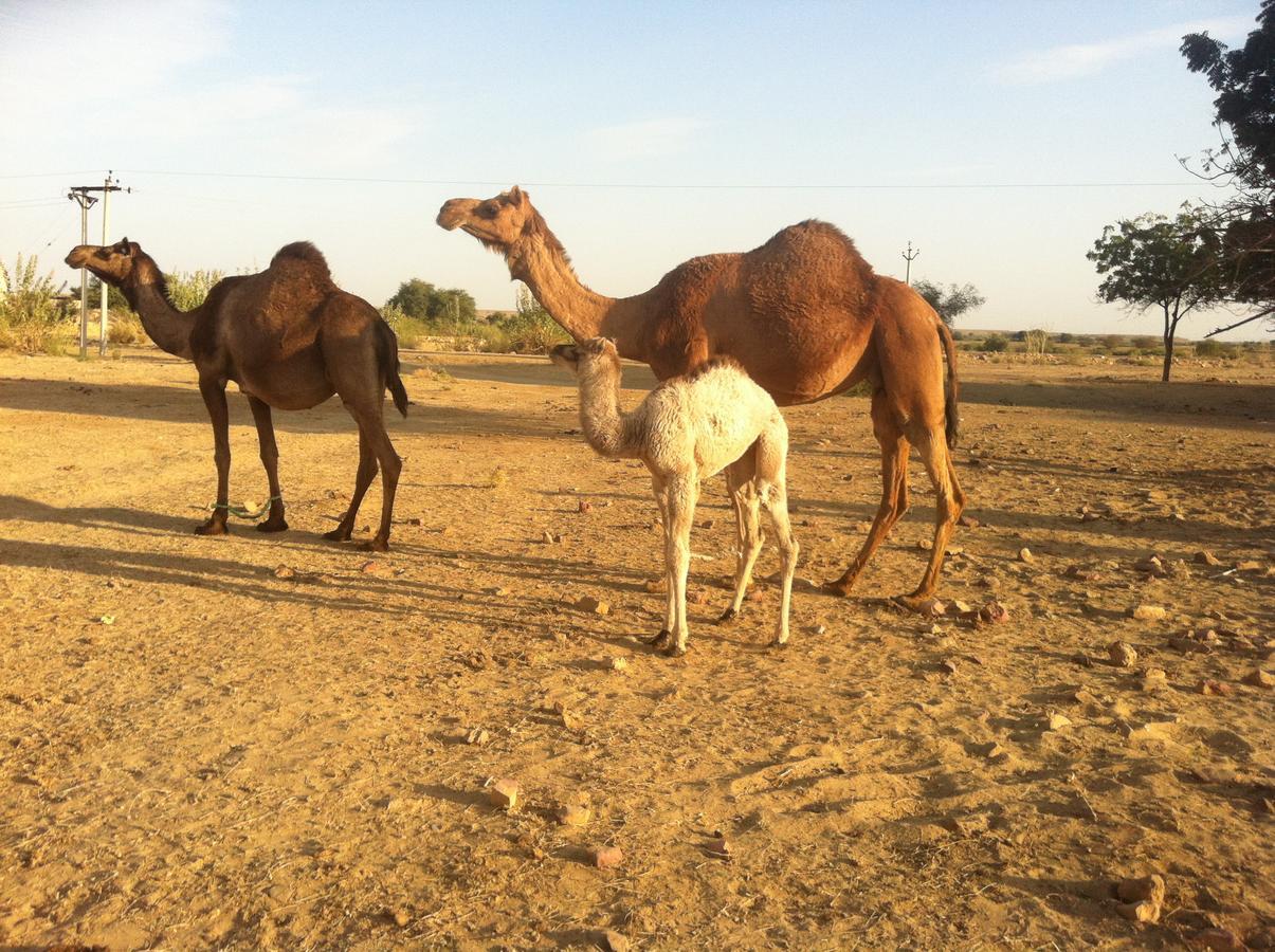 Hotel Deep Mahal Jaisalmer Esterno foto